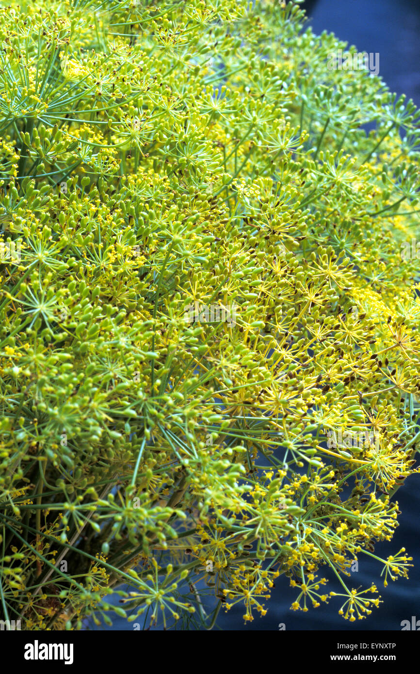 Eneldo (Anethum graveolens, Kuechengewuerz, Heilpflanzen, - Foto de stock