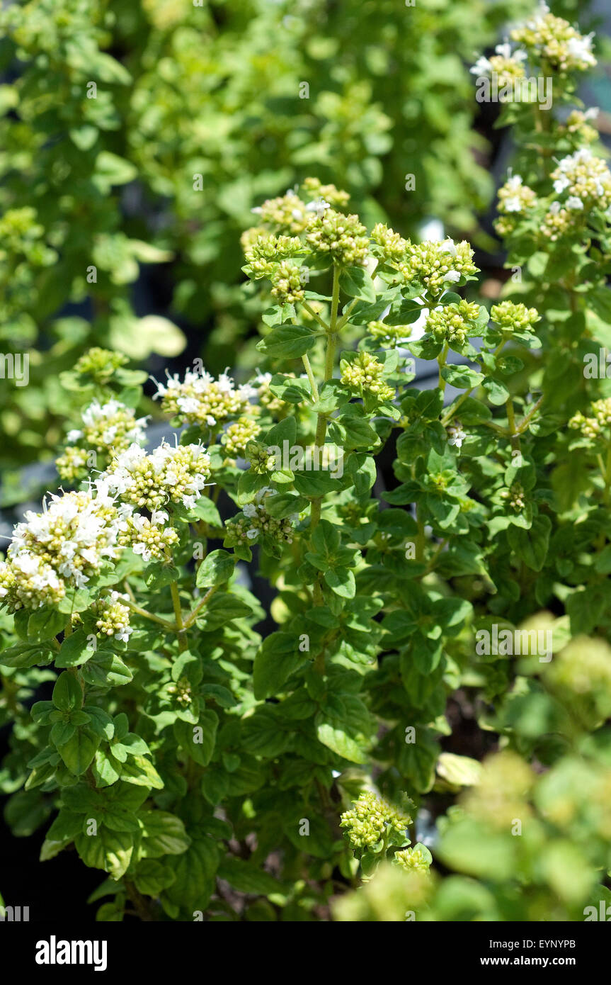 Majoran Franzoesischer, Origanum onites,,, Foto de stock