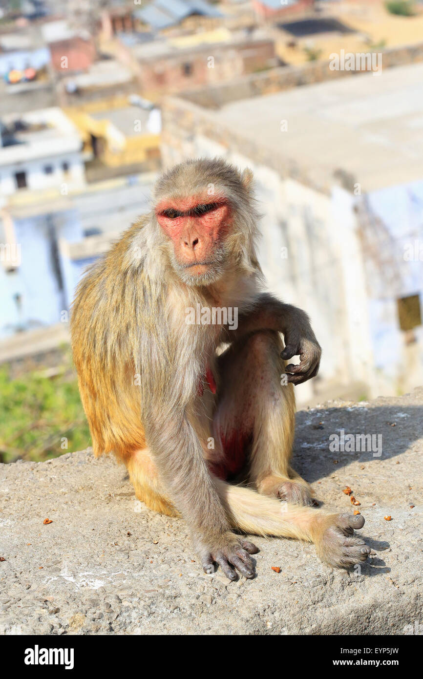 La India, Rajastán, Jaipur, India bebé monos macacos tomadas en Galata Foto de stock