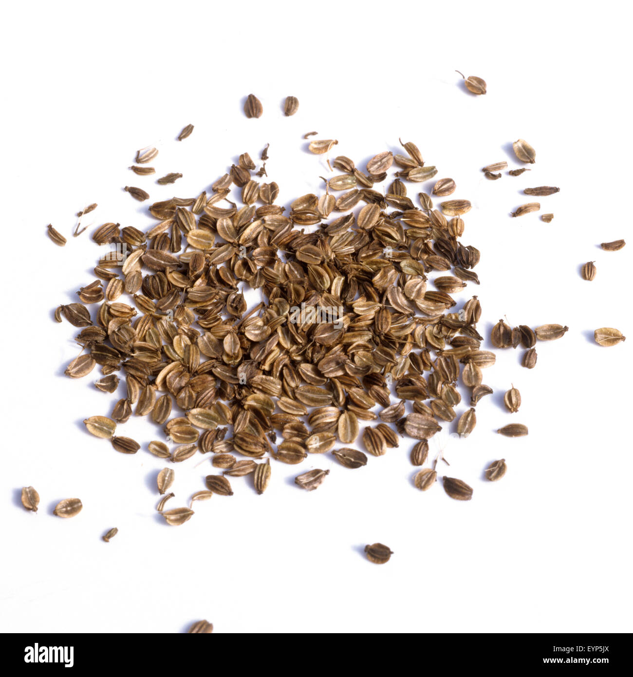 Liebstoeckel; Levisticum officinale; Samen Heilpflanzen Samenkoerner,,, Foto de stock