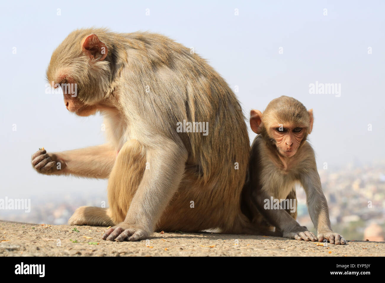 La India, Rajastán, Jaipur, India con monos bebé tomada en Galata Foto de stock