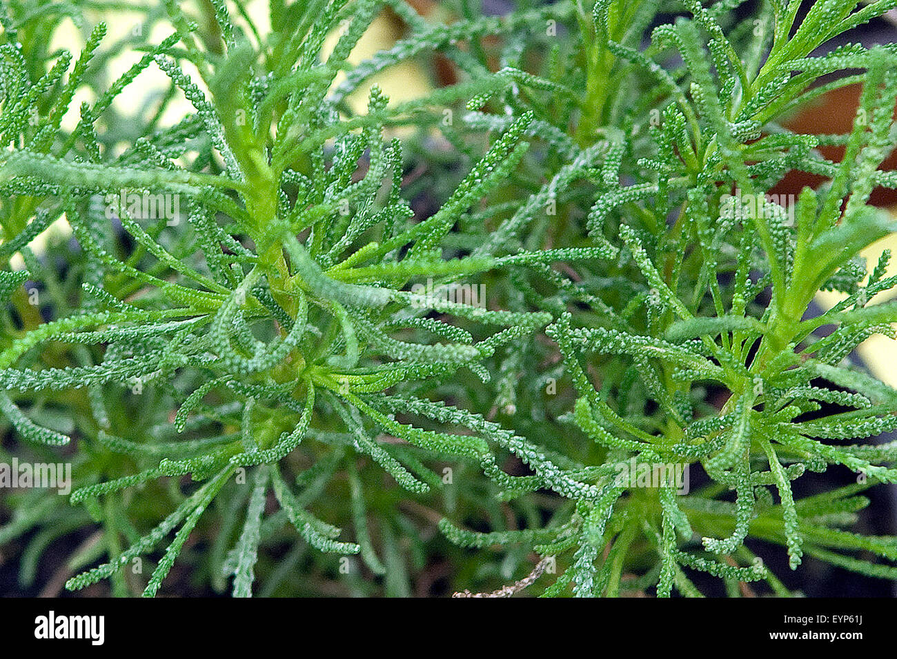 Olivenkraut, Santolina viridis, Heilpflanzen, - Foto de stock