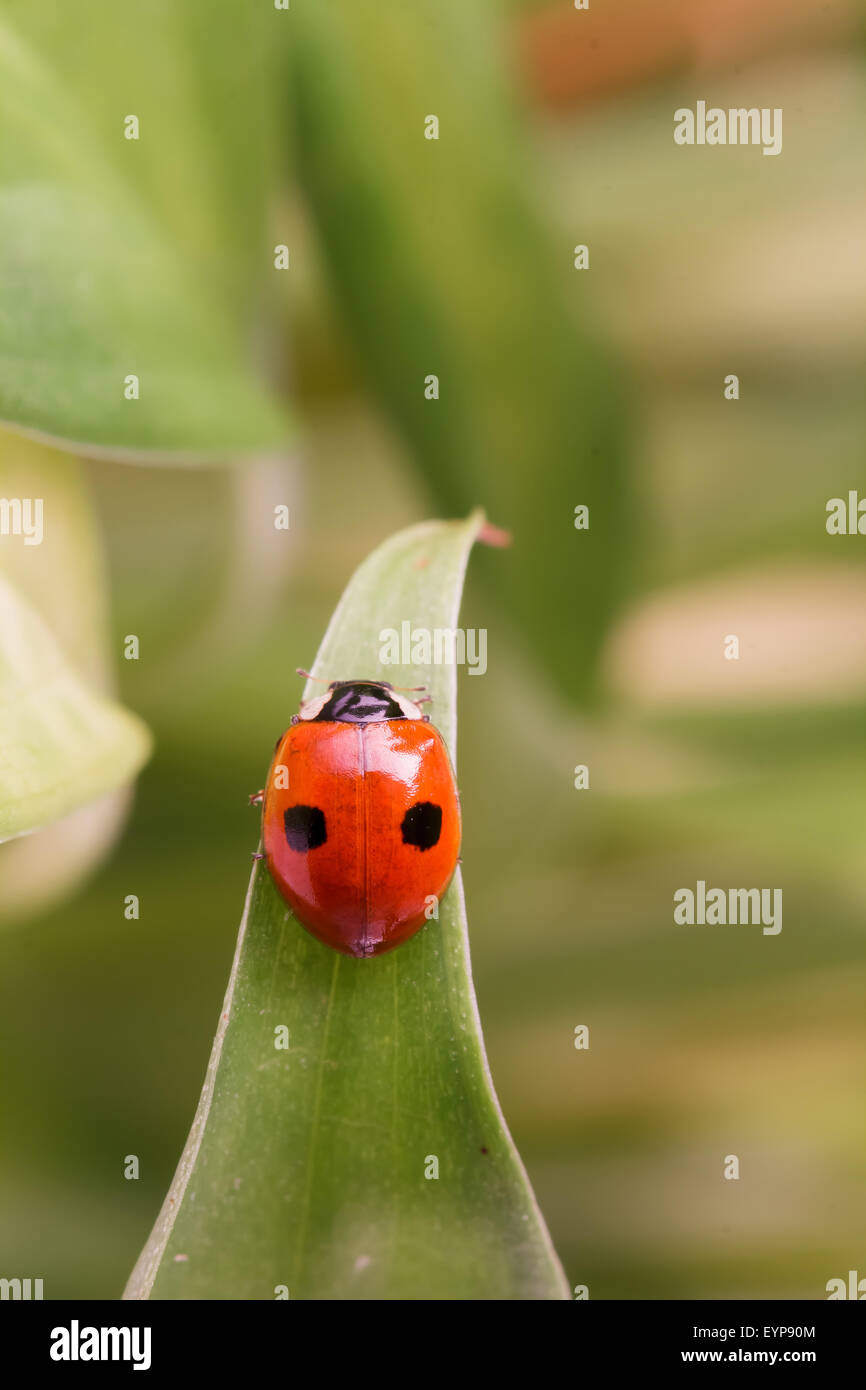 Ladybug con dos puntos sentado en una hoja Foto de stock