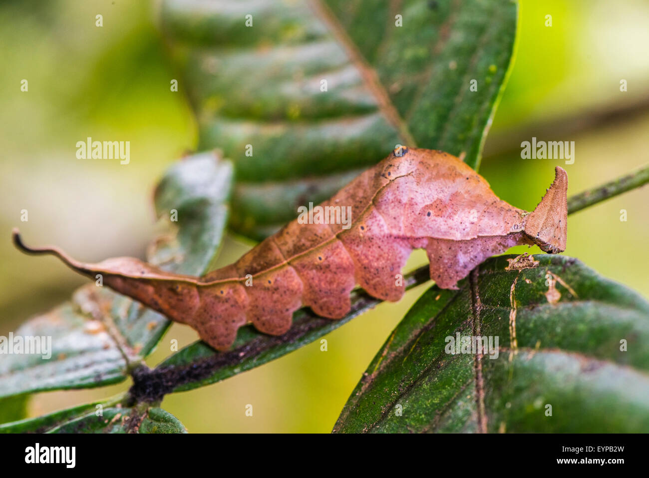 Una pupa de la mariposa Orion Foto de stock