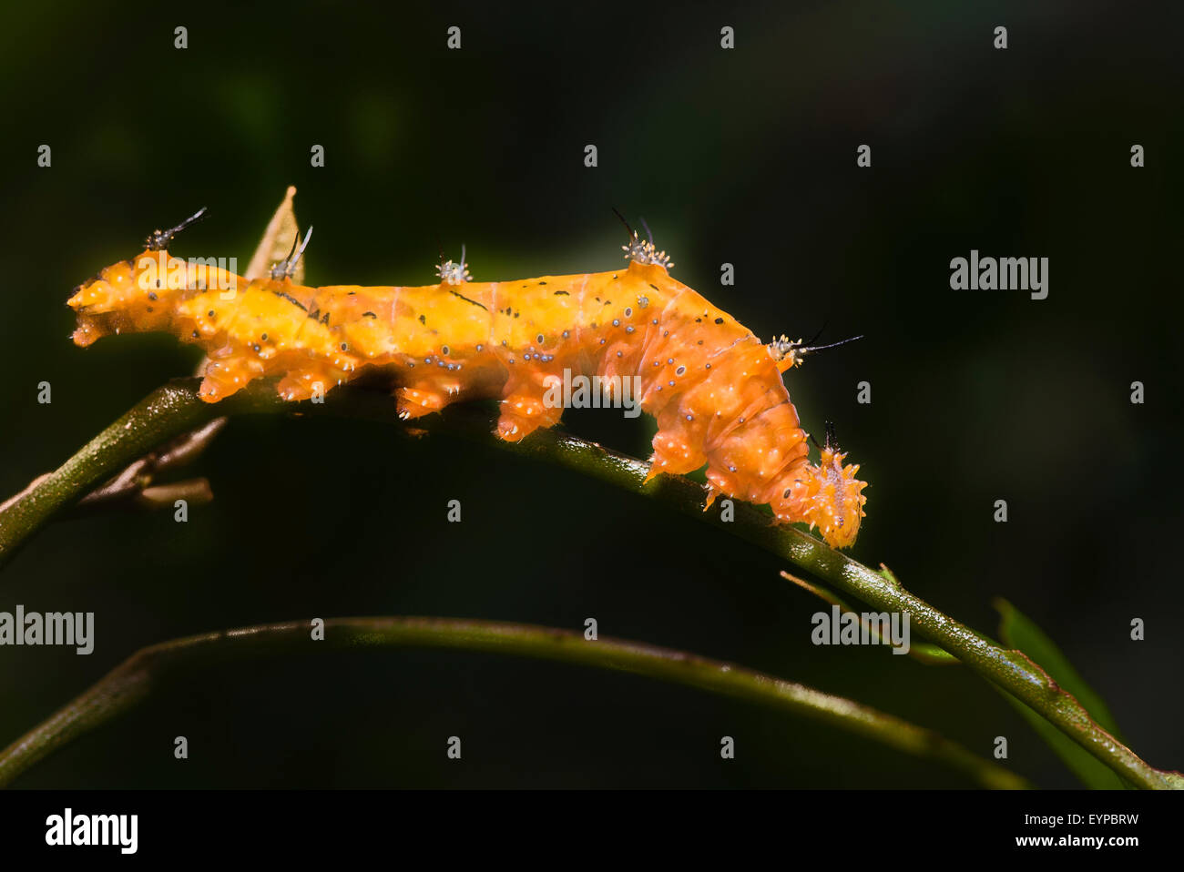 Una larva de mariposa Leafwing Mármol Foto de stock
