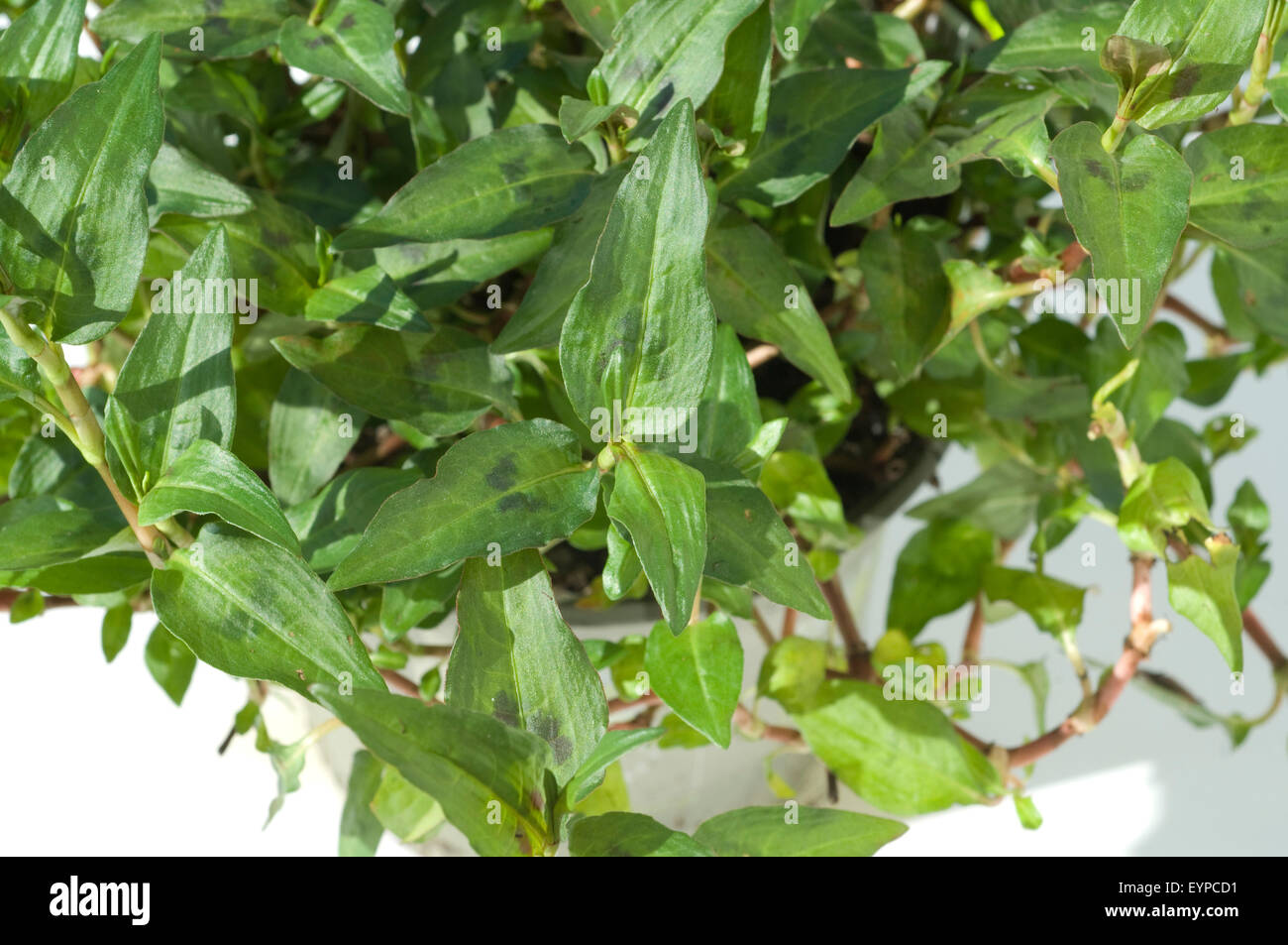 Viatnamesischer Koriander, Polygonum odoratum, Heilpflanzen, Foto de stock