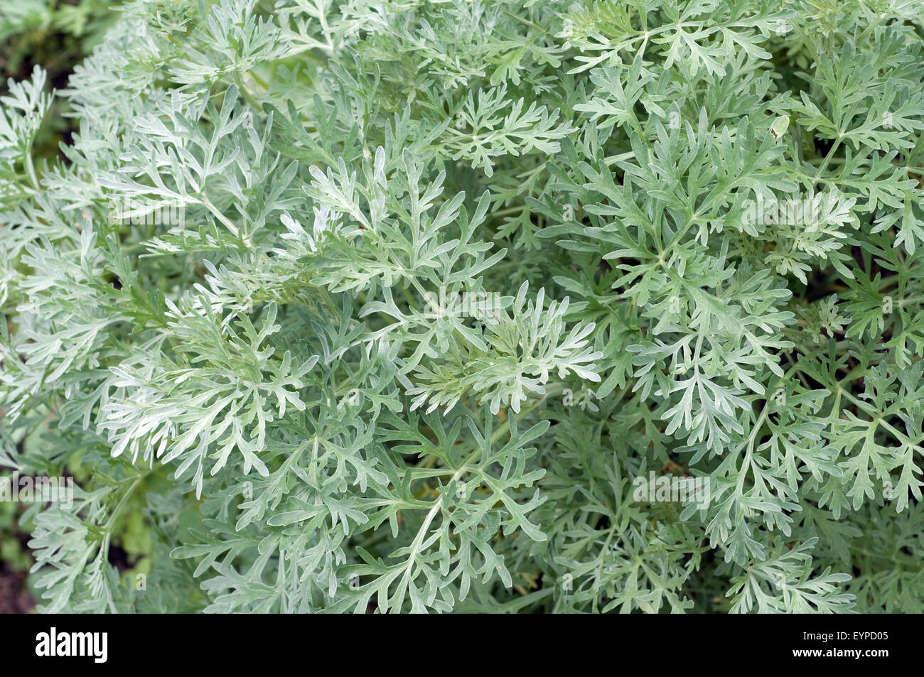 Wermut, Artemisia absinthium, Wildpflanzen Heilpflanzen Kraeuterpflanze,,, Foto de stock