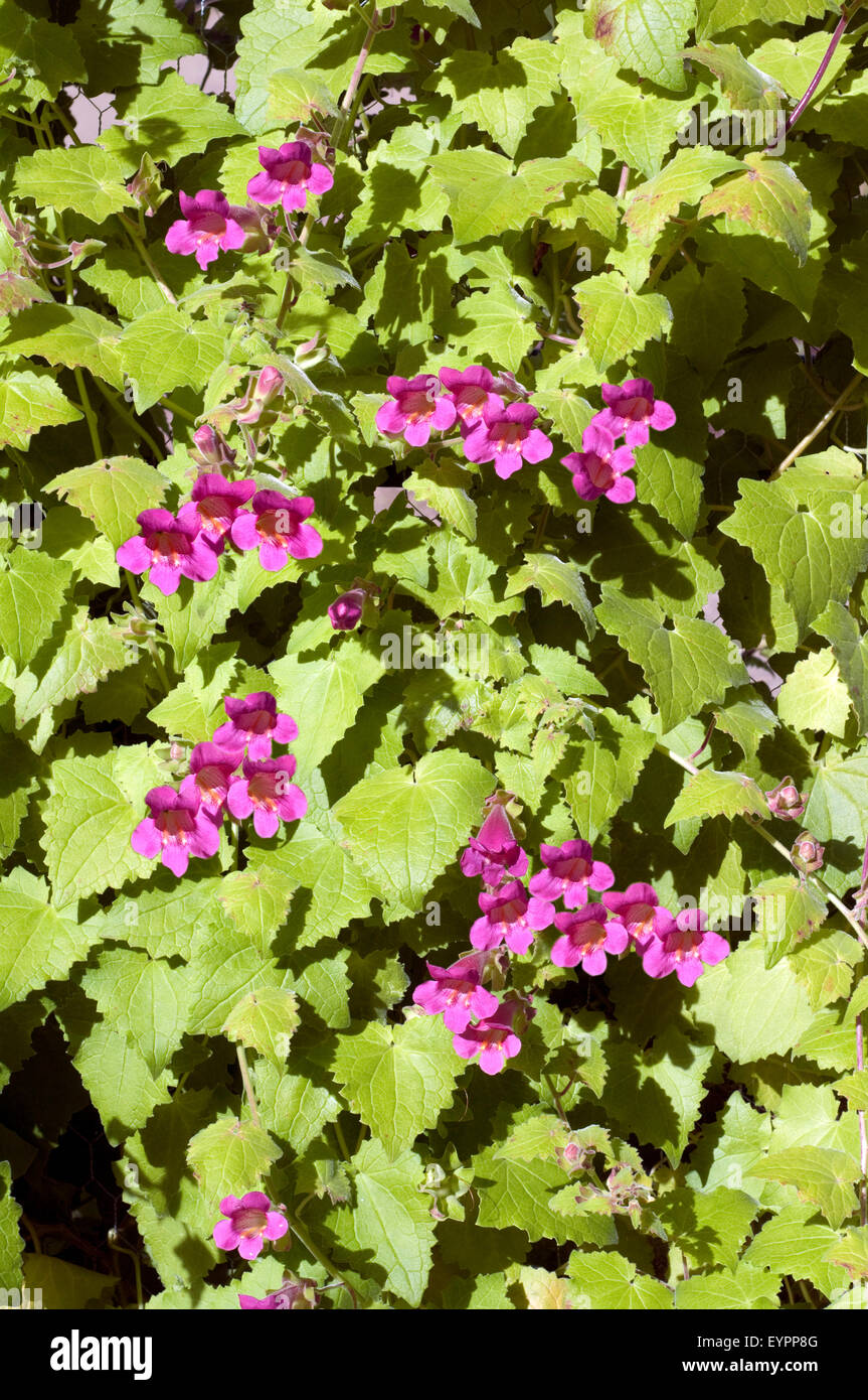 Gloxinienwinden, Asarina scandens, Foto de stock