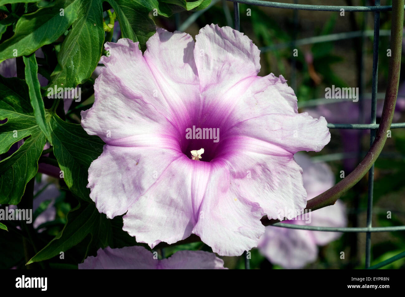 Haití Prunkwinde, Ipomoea mauritiana Foto de stock