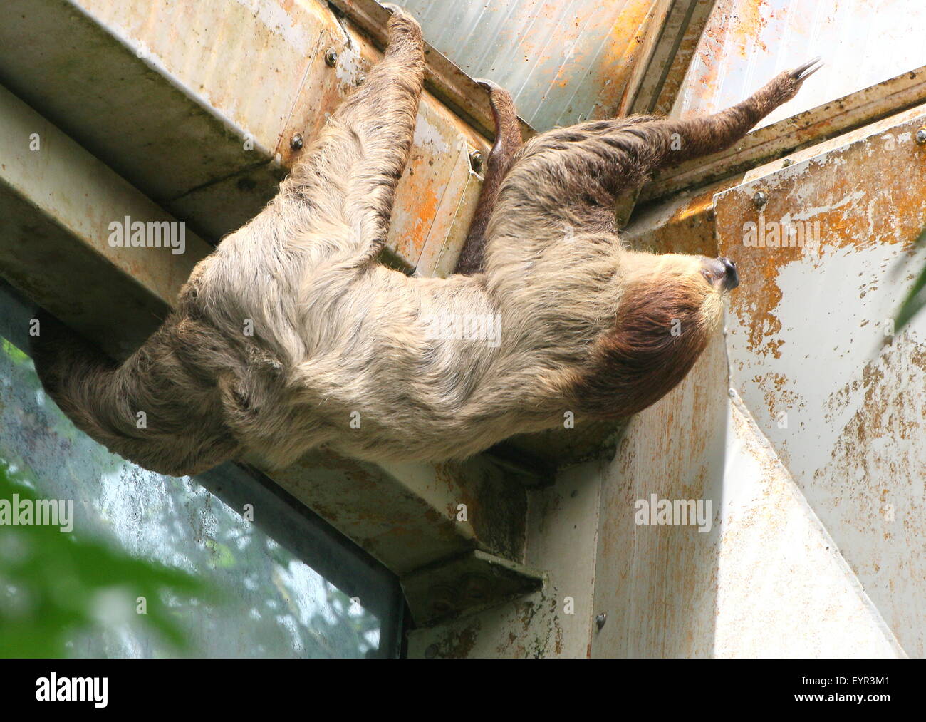 South American Linnaeus dos vetado pereza o del Sur dos dedos cada sloth (Choloepus didactylus) en el zoo Noorder Dierenpark Zoo, Países Bajos Foto de stock