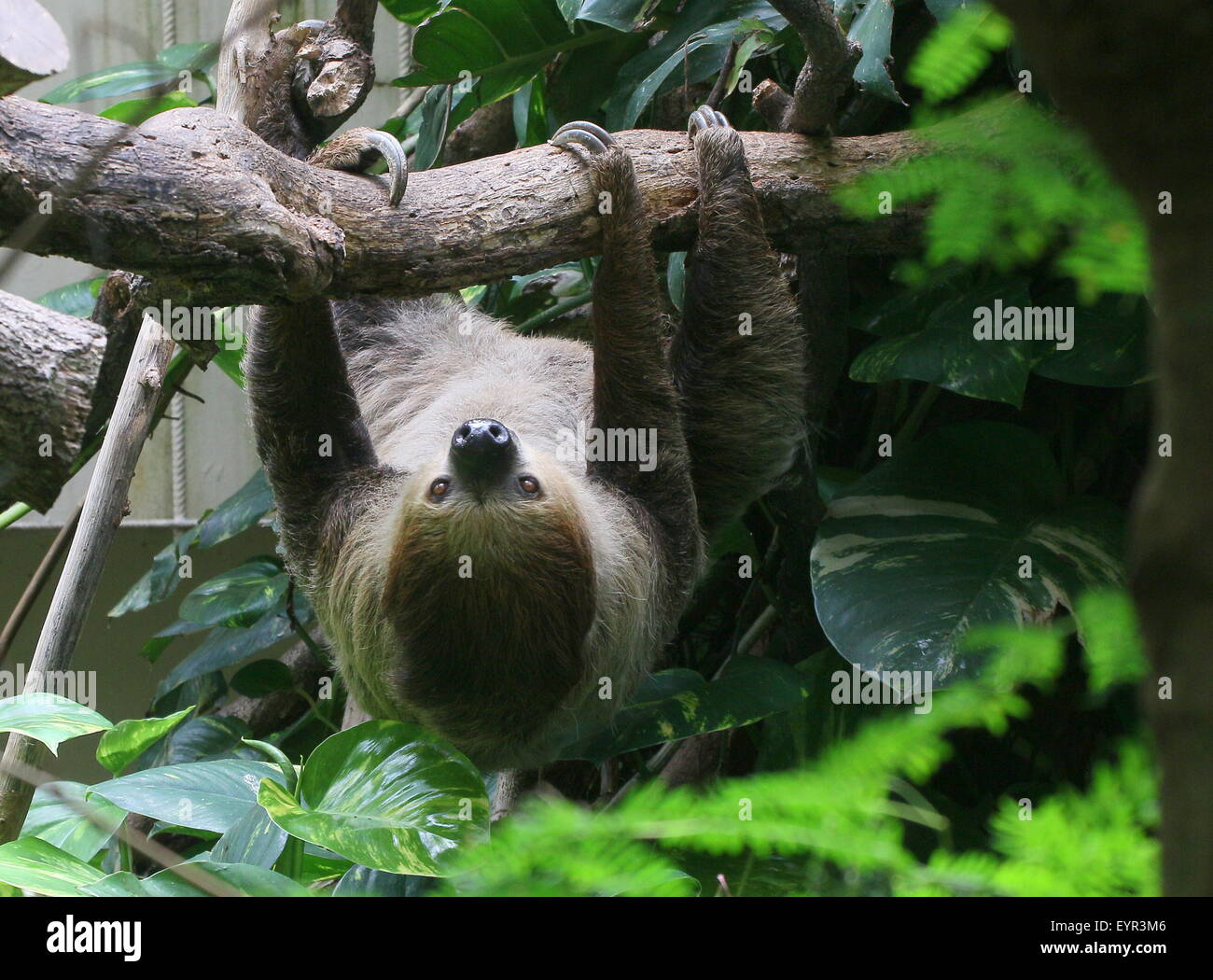 South American Linnaeus dos vetado pereza o del Sur dos dedos cada sloth (Choloepus didactylus) en el zoo Noorder Dierenpark Zoo, Países Bajos Foto de stock