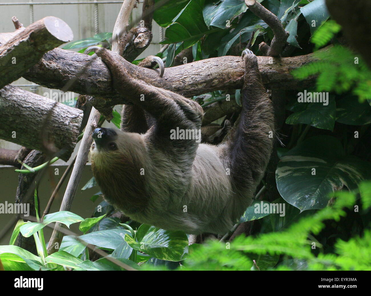 South American Linnaeus dos vetado pereza o del Sur dos dedos cada sloth (Choloepus didactylus) en el zoo Noorder Dierenpark Zoo, Países Bajos Foto de stock