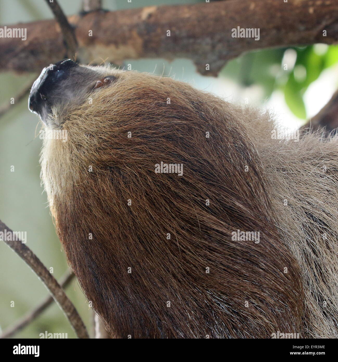 South American Linnaeus dos vetado pereza o del Sur dos dedos cada sloth (Choloepus didactylus) Foto de stock