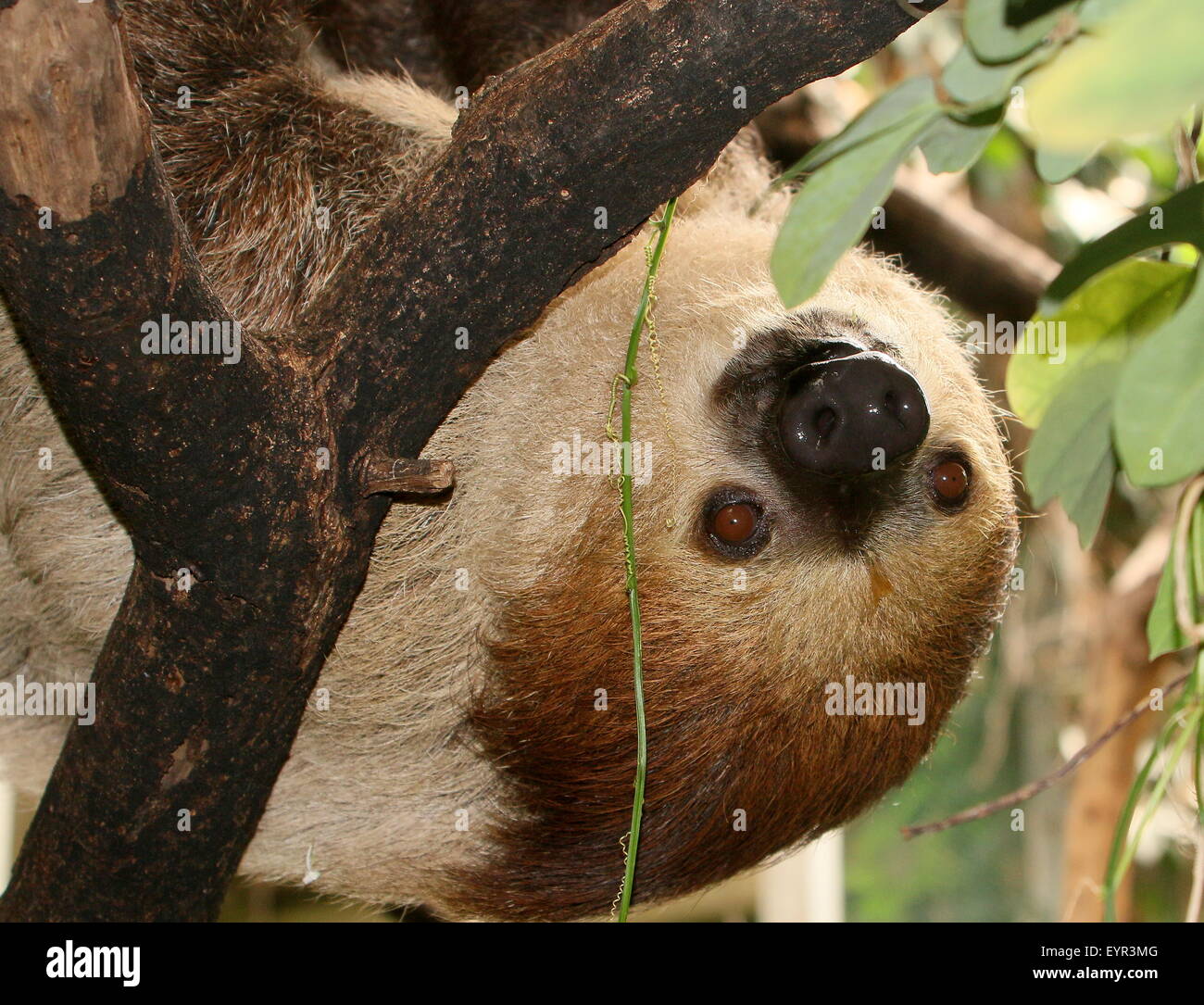 South American Linnaeus dos vetado pereza o del Sur dos dedos cada sloth (Choloepus didactylus), cerca de la cabeza Foto de stock