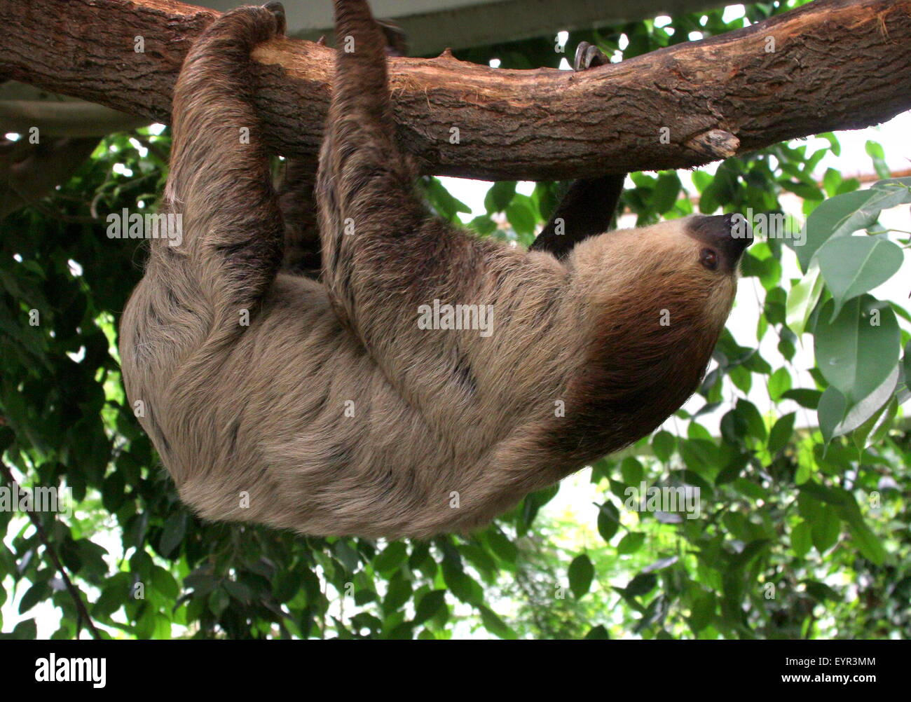 South American Linnaeus dos vetado pereza o del Sur dos dedos cada sloth (Choloepus didactylus) Foto de stock