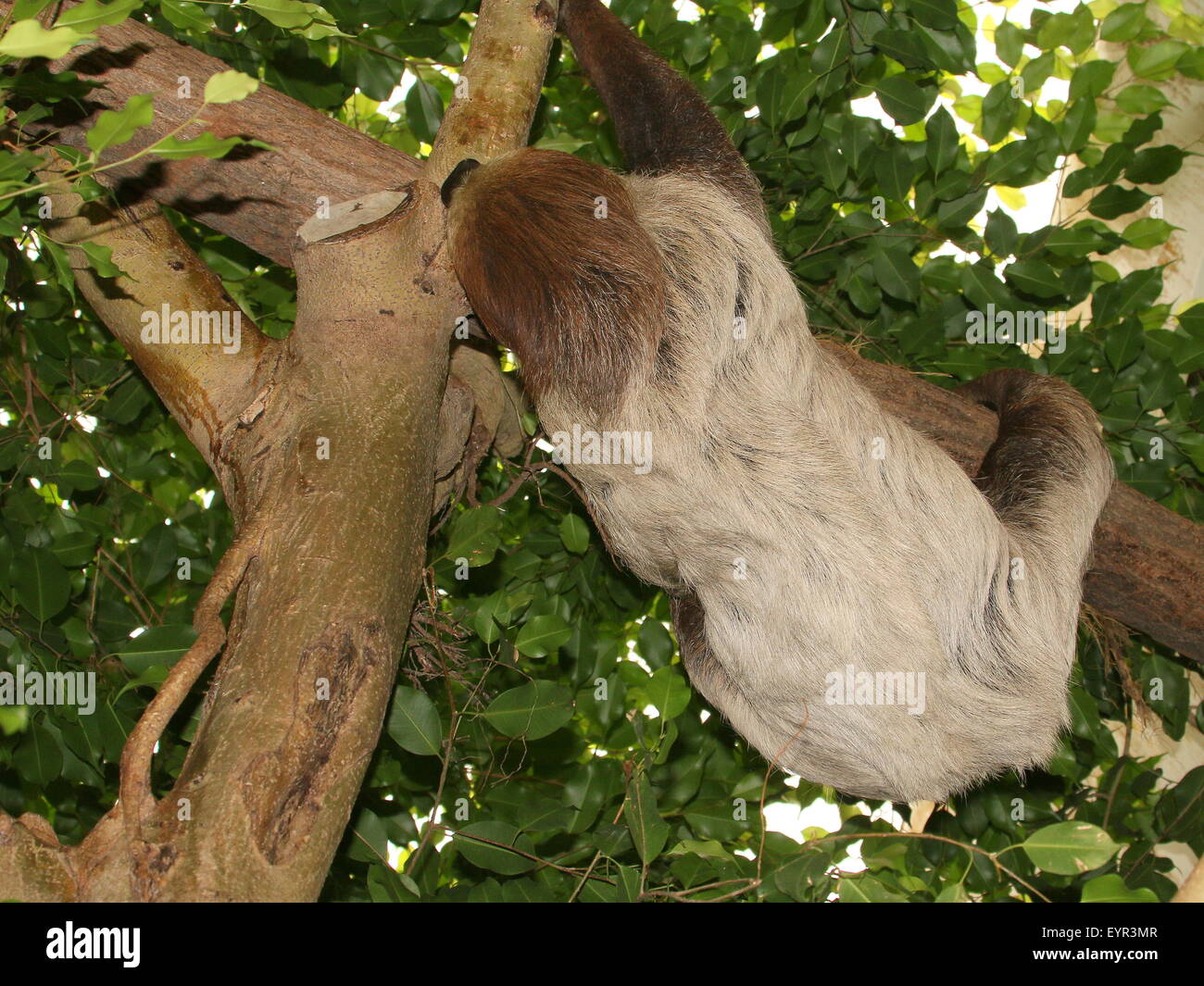 South American Linnaeus dos vetado pereza o del Sur dos dedos cada sloth (Choloepus didactylus) Foto de stock