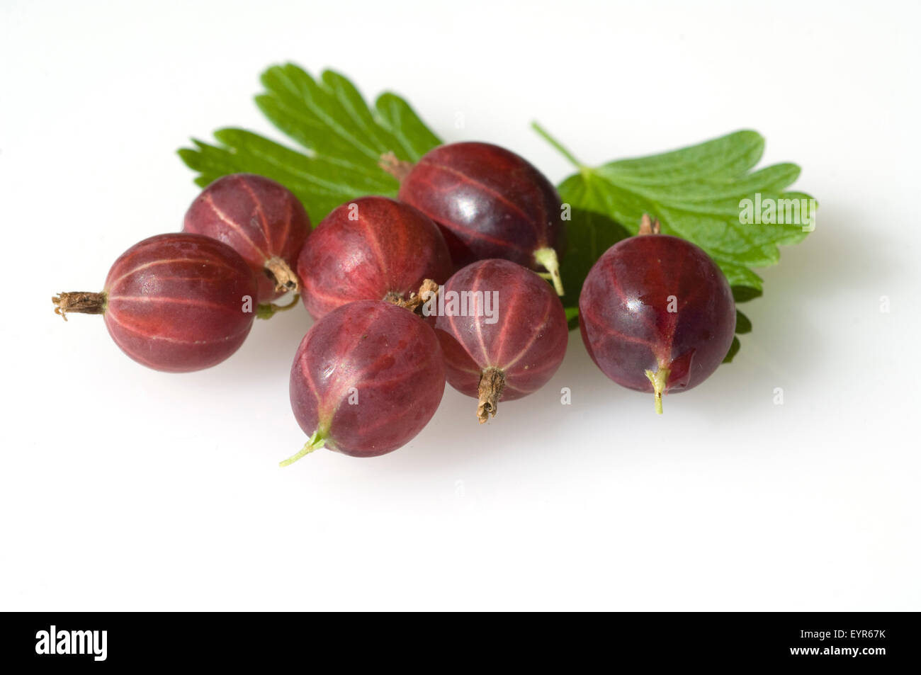 Stachelbeere, Ribes, uva-crispa, Foto de stock