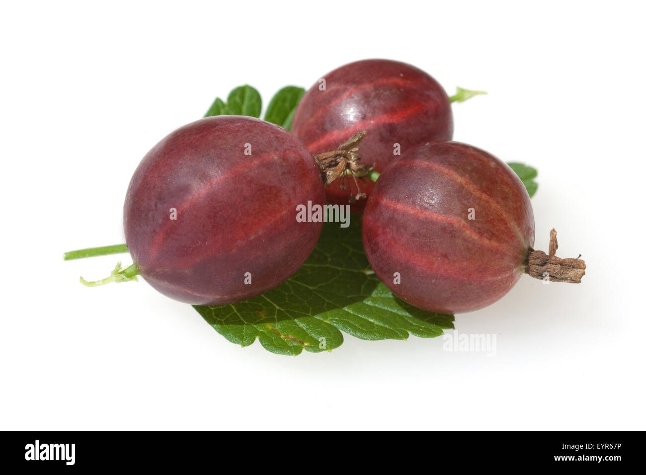 Stachelbeere;; Ribes uva-crispa; Strauch; Wildpflanzen; Foto de stock