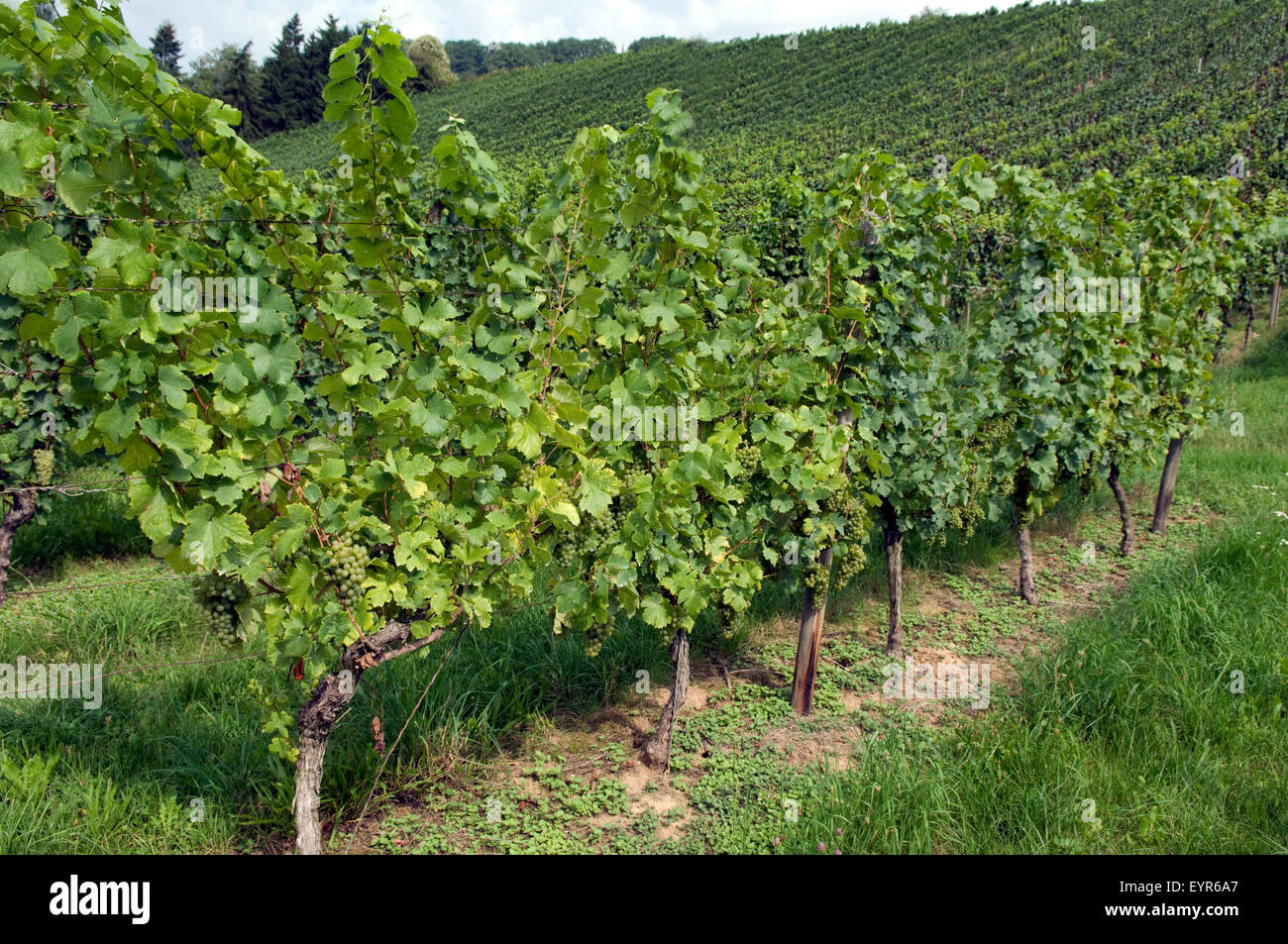 Weinberg, Gruener Veltiner, Wein, Weinpflanzen, Reben, Fruechte, Beeren, Obst, - Foto de stock