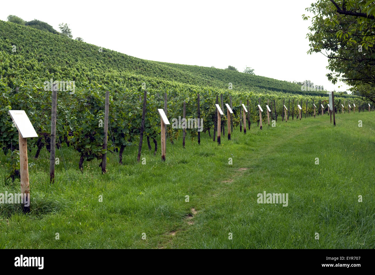 Weinlehrpfad, Lehrpfad Weinberg, Wein, Weinpflanzen, Reben, Fruechte, Beeren, Obst, - Foto de stock