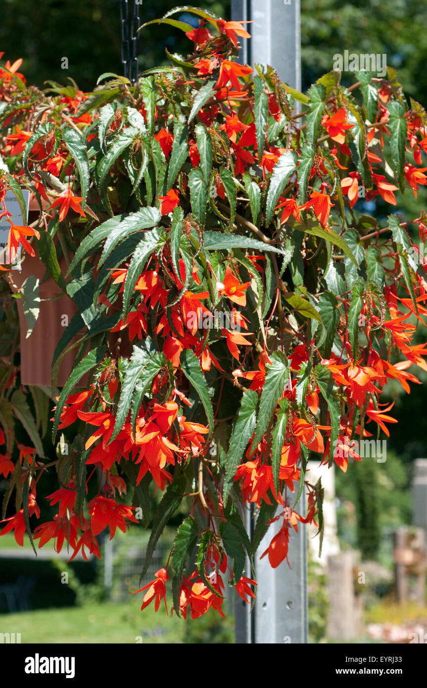 Begonia flower plants fotografías e imágenes de alta resolución - Página 13  - Alamy