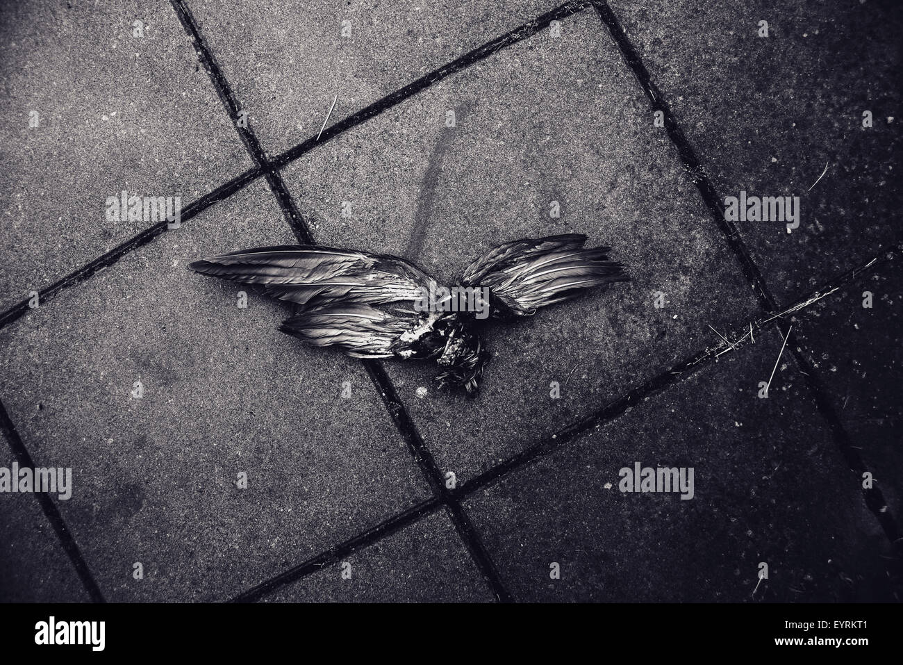 Pájaro muerto con alas extendidas sobre el pavimento de la calle, la imagen en blanco y negro Foto de stock