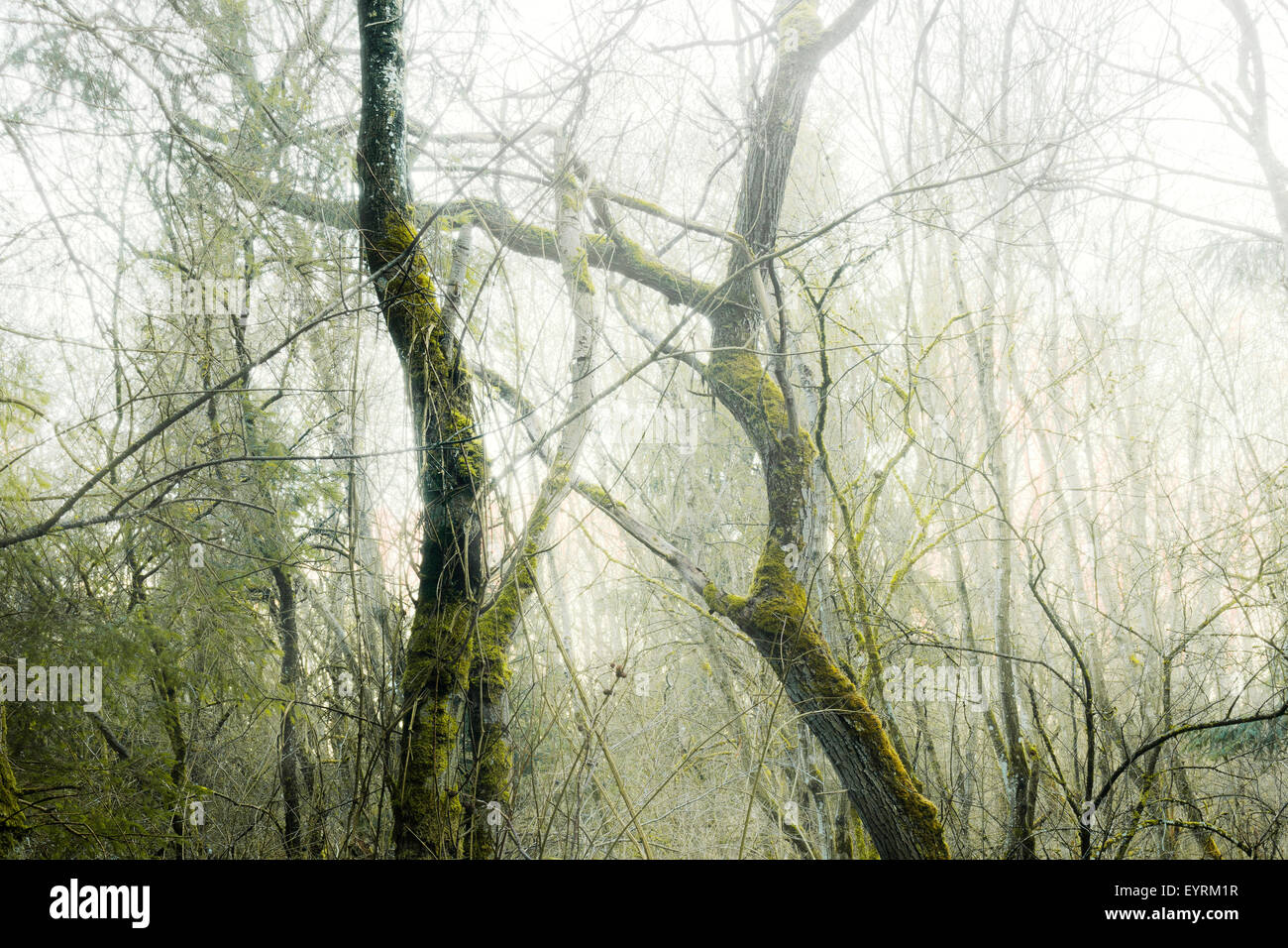 Madera, árbol, Moss, mística, sombrío, verde, mañana, niebla, viejo, creación, Alemania, Baviera Foto de stock