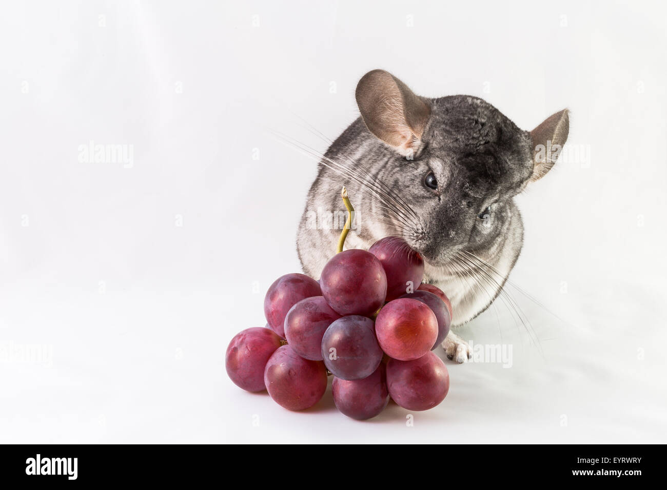 Chinchilla comiendo fotografías e imágenes de alta resolución Alamy