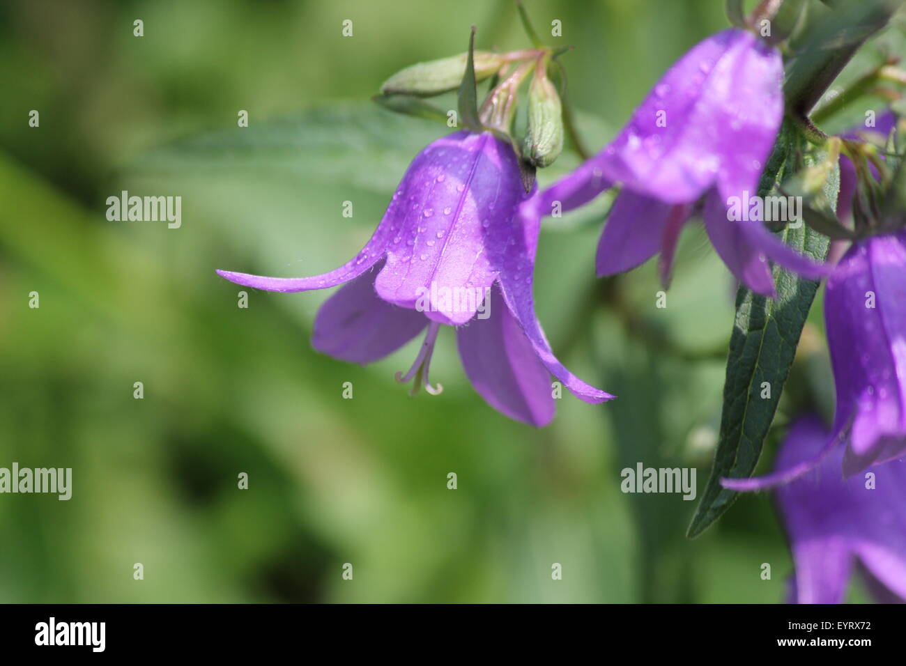 Flor de campana morada fotografías e imágenes de alta resolución - Alamy