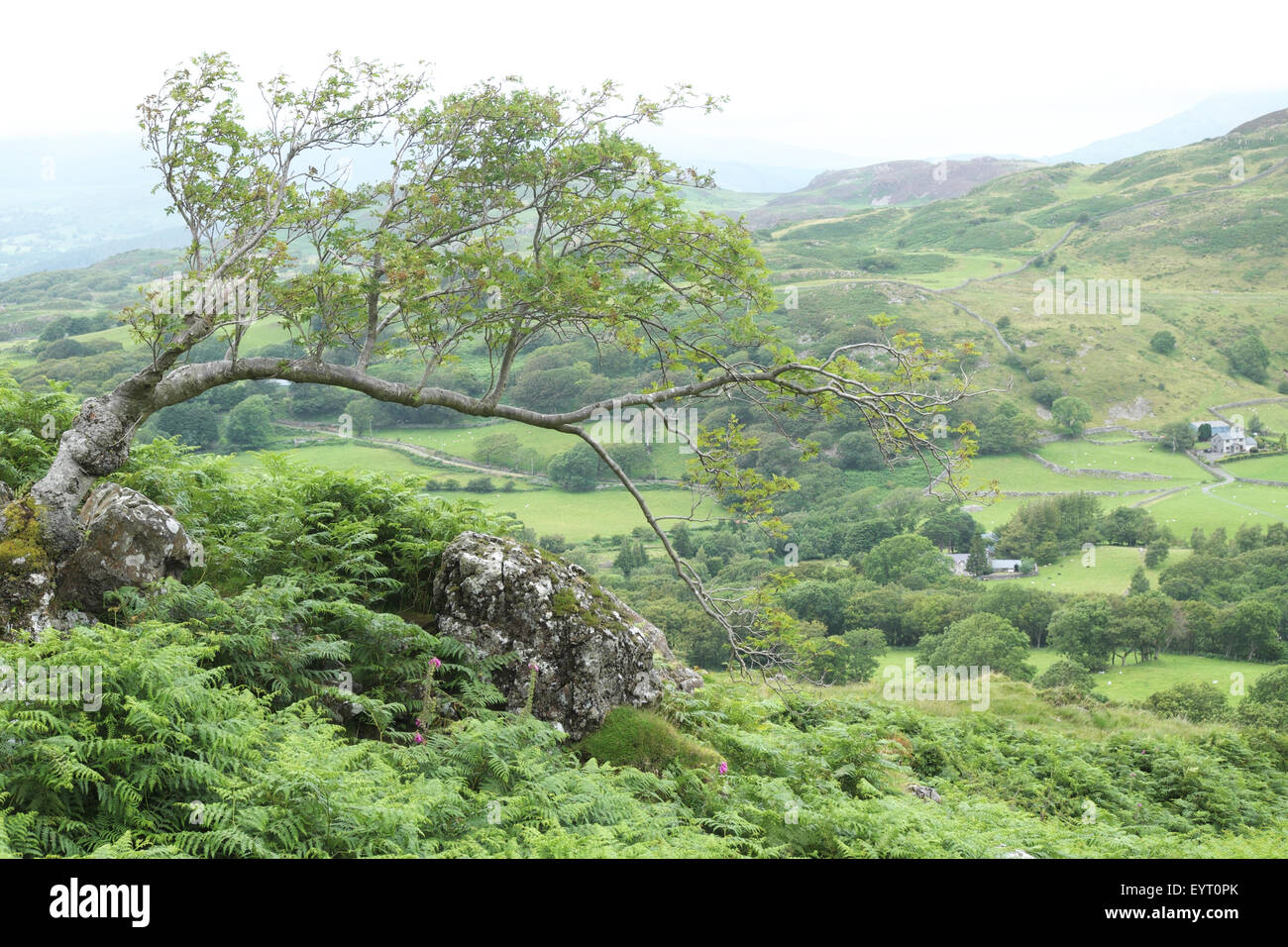 Cadair Idris Gales vista mirando hacia el norte desde la ruta Pony mostrando un árbol azotado por el viento Foto de stock