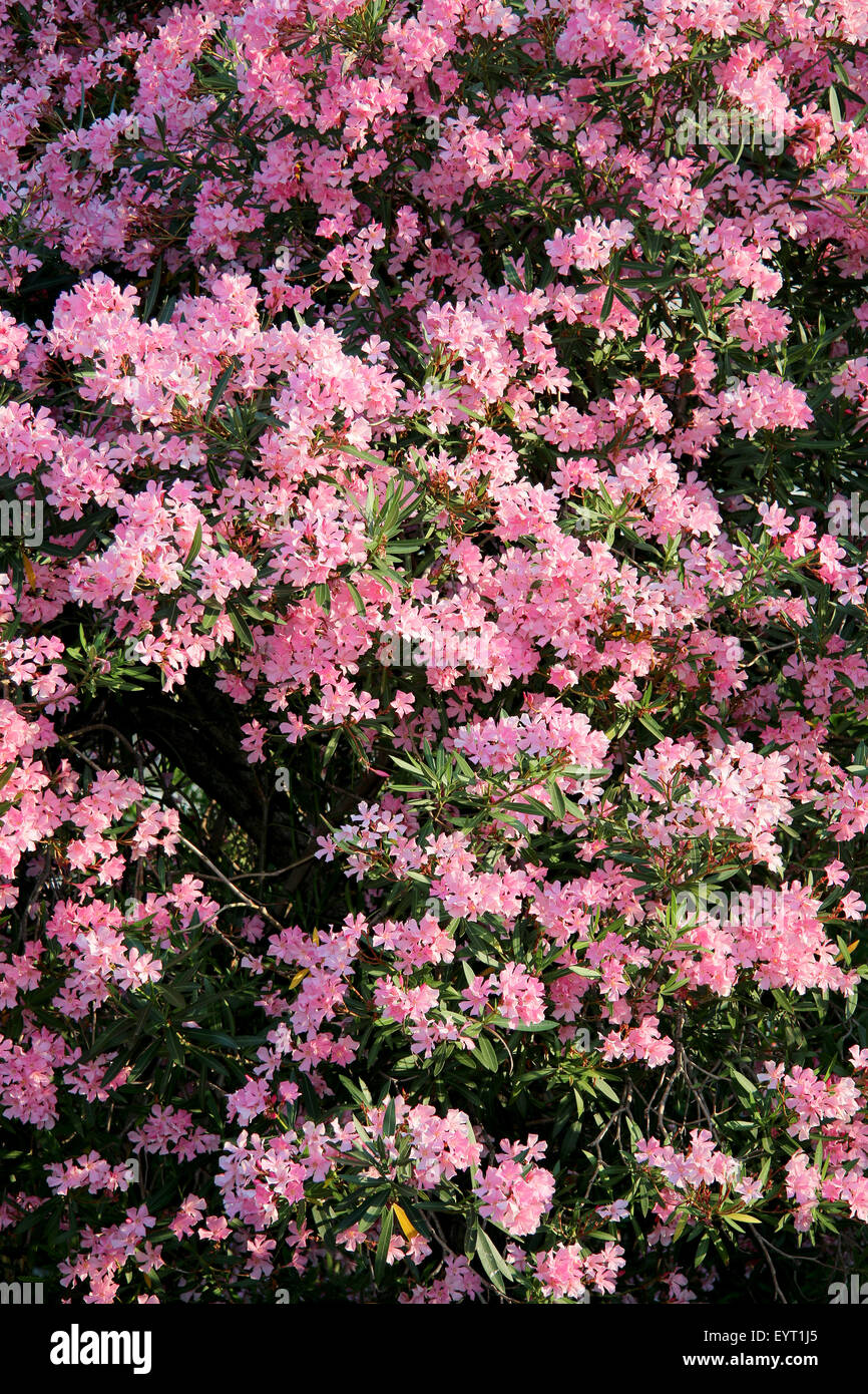 Closeup shot de rosa árbol adelfa, bonita flor como fondo. Foto de stock