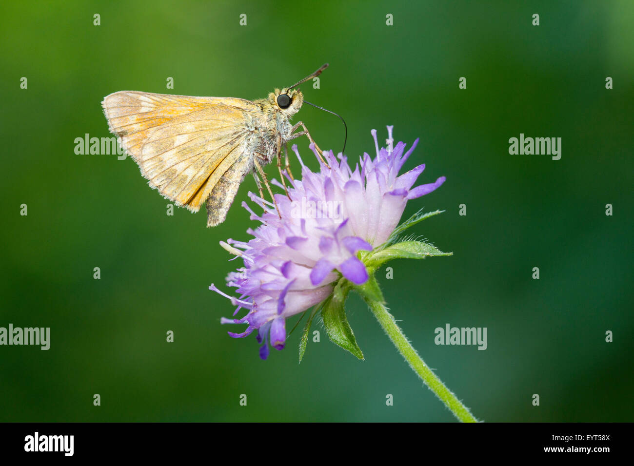 Un skipper es chupar néctar de una flor compuesta. Foto de stock