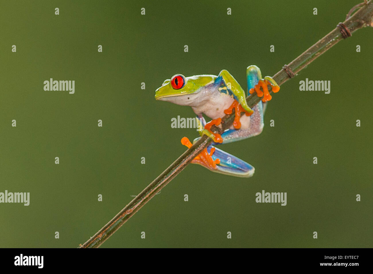 Una red-eyed Tree Frog escalar un palo Foto de stock