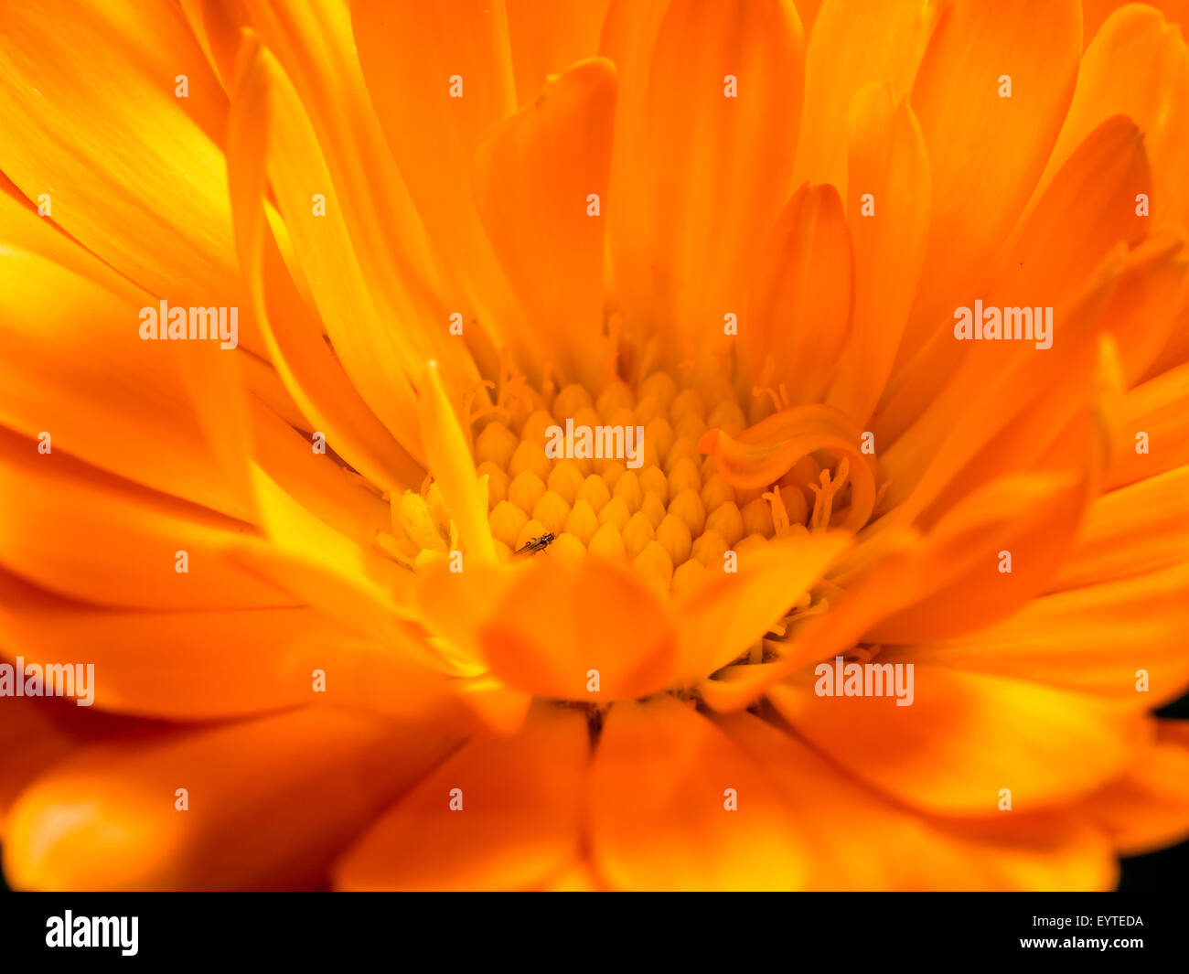 Closeup shot de flor en flor caléndula naranja Foto de stock