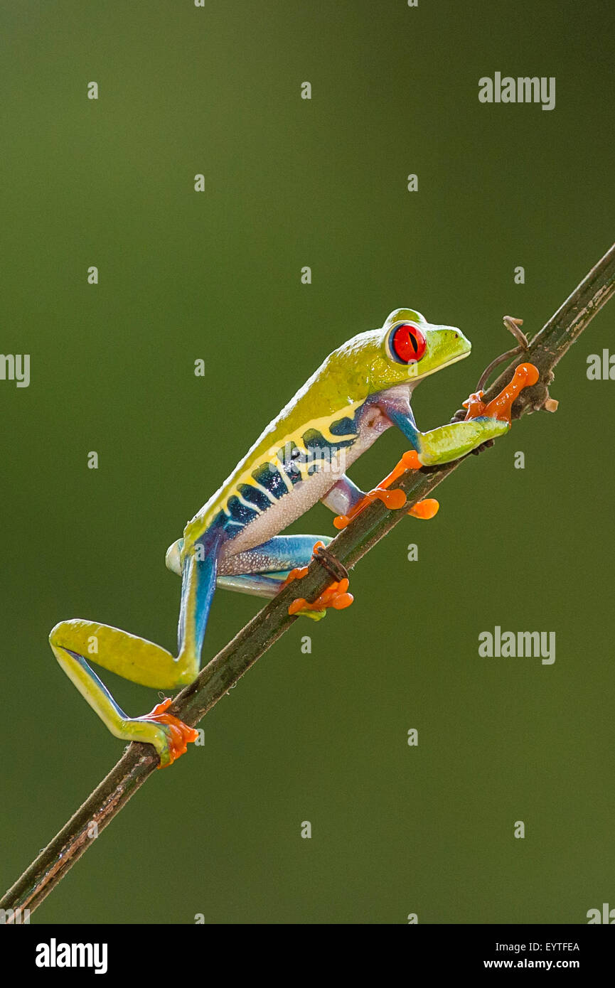 Una red-eyed Tree Frog escalar un palo Foto de stock