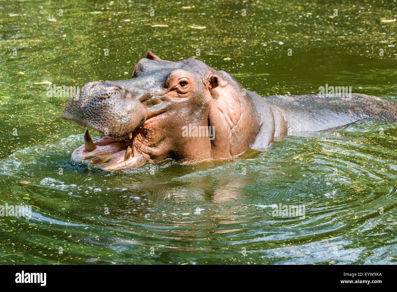 Un hipopótamo (Hippopotamus amphibius) con la boca abierta está nadando en el agua, el zoo, Nueva Delhi, India Foto de stock