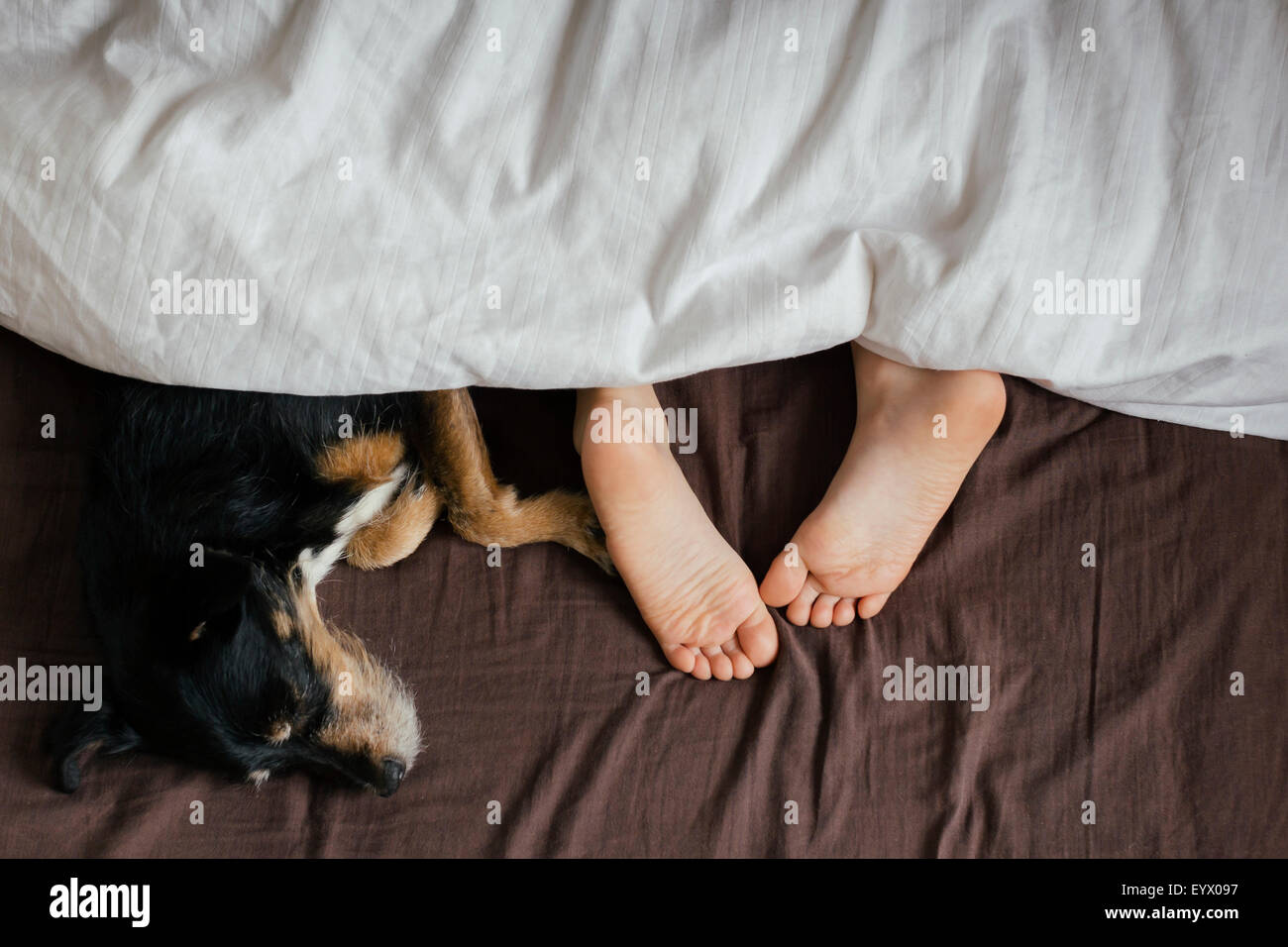 Niño durmiendo juntos con un perro en la cama. Foto de stock