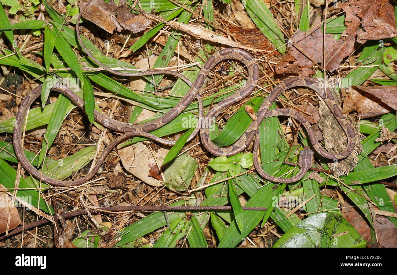 Romo vid de cabeza de serpiente, Imantodes lentiferus, sobre el terreno, de Panamá, América Central Foto de stock