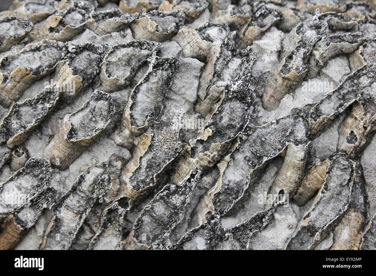 Rugose fosilizados Coral Colonial Lithostrotion junceum Foto de stock