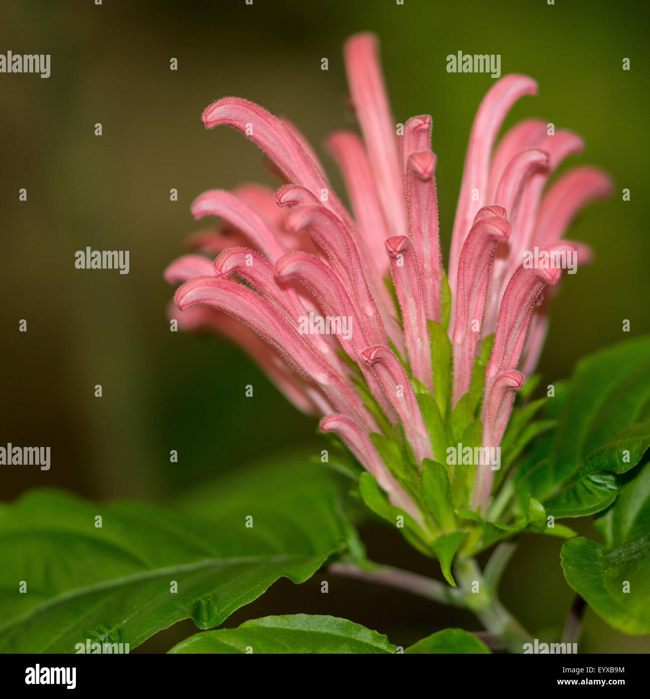 Flor rosa tropical fotografías e imágenes de alta resolución - Alamy