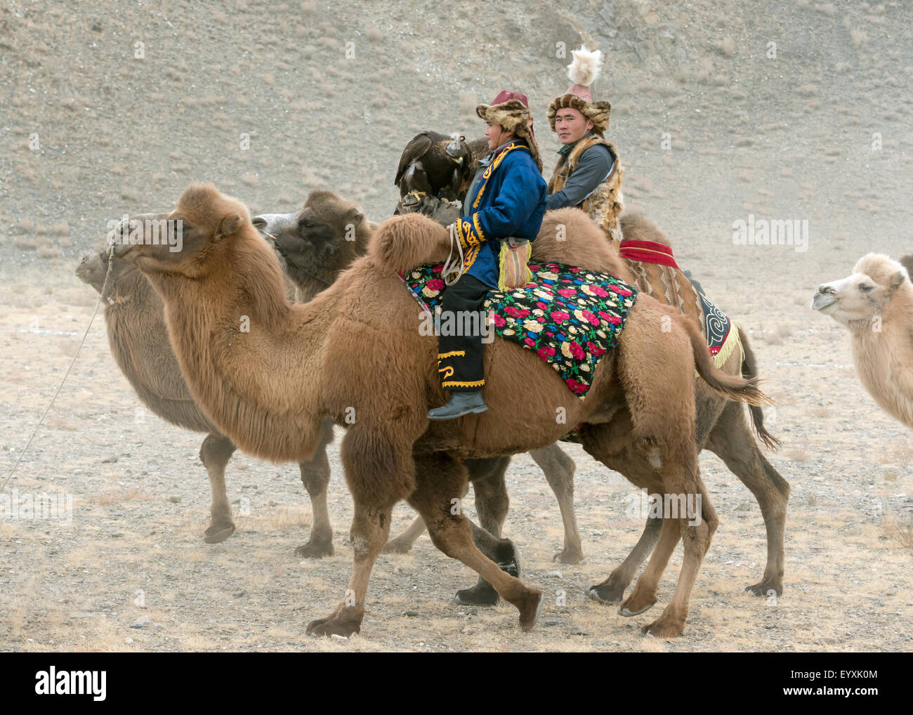 Los jinetes de camellos bactrianos con águilas reales, águilas Festival, Olgii, oeste de Mongolia Foto de stock