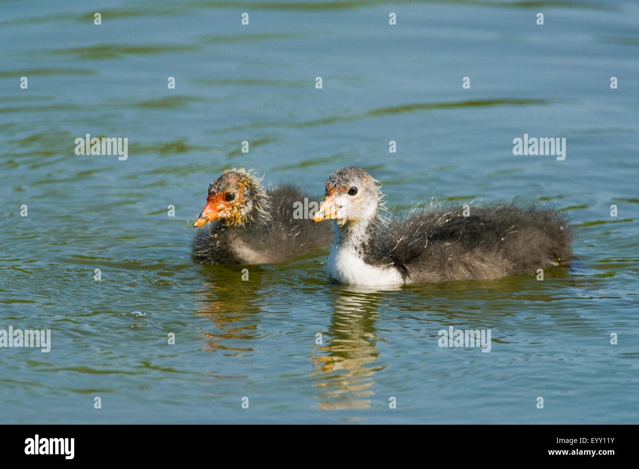 Focha Común (Fulica atra), aves jóvenes natación, Turingia, Alemania Foto de stock