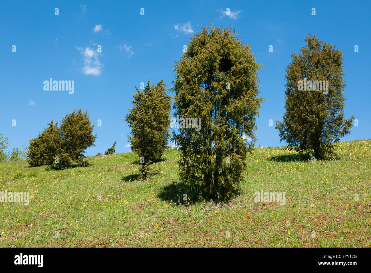 Juniperus communis oblonga pendula juniper conifer evergreen tree Fotos