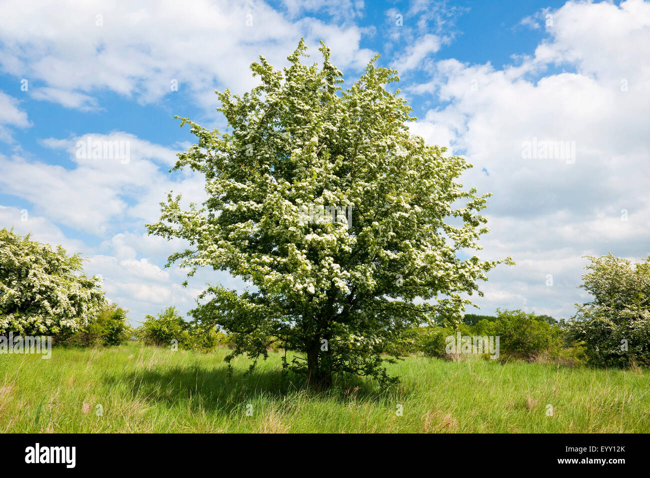 Common espino (Crataegus monogyna), floración, Turingia, Alemania Foto de stock