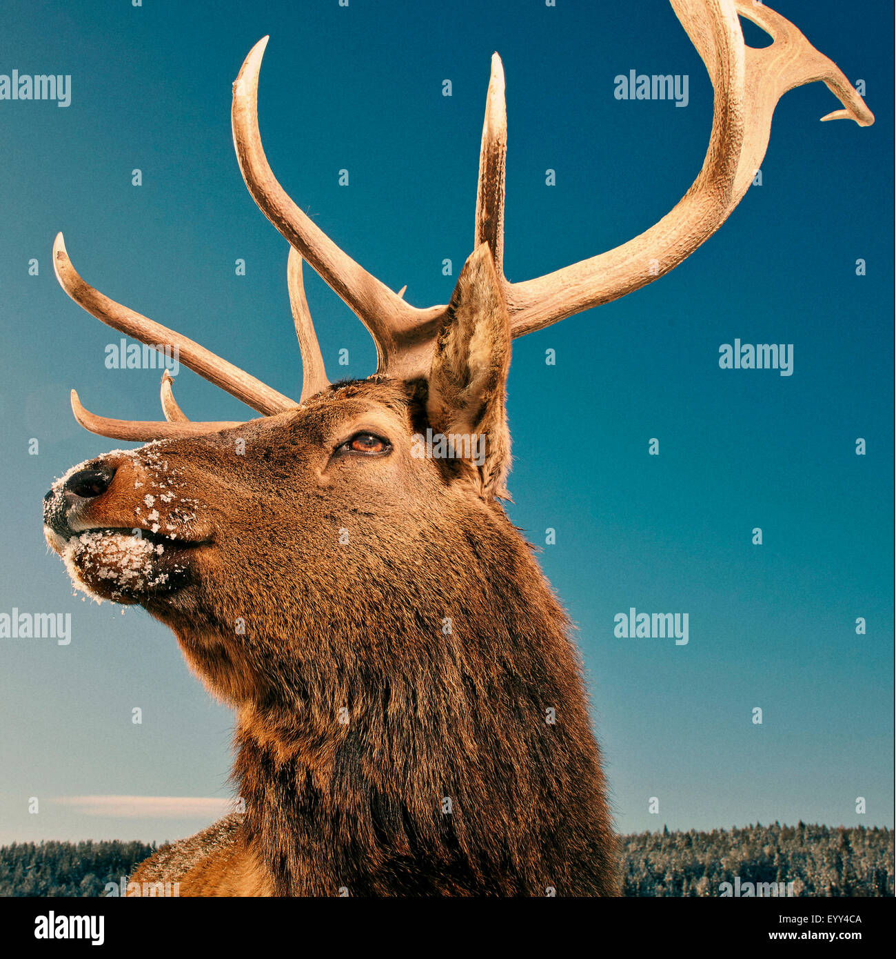 Cerca de elk con cuernos bajo un cielo azul en invierno Foto de stock