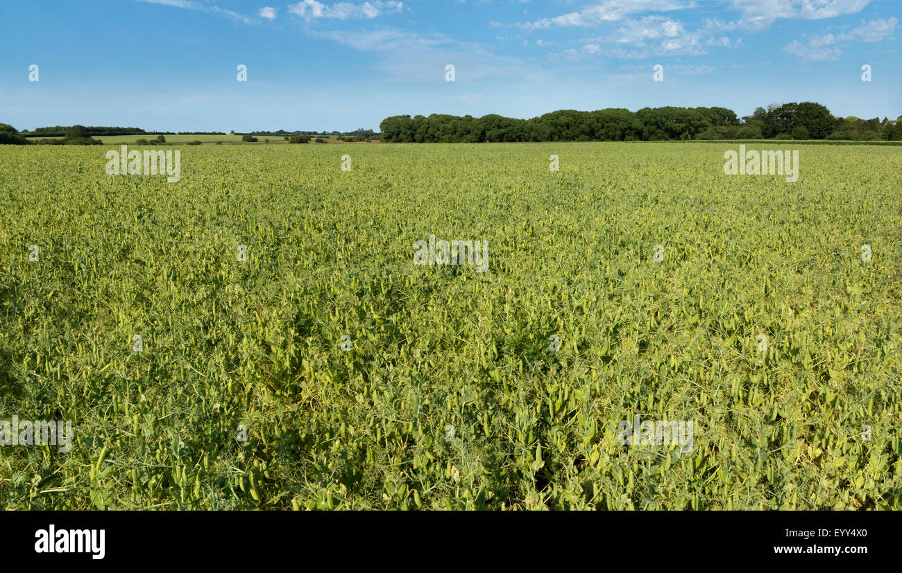 Un gran campo de arvejas verdes en crecimiento con una línea de árboles en el horizonte contra un cielo azul Norfolk Inglaterra Foto de stock