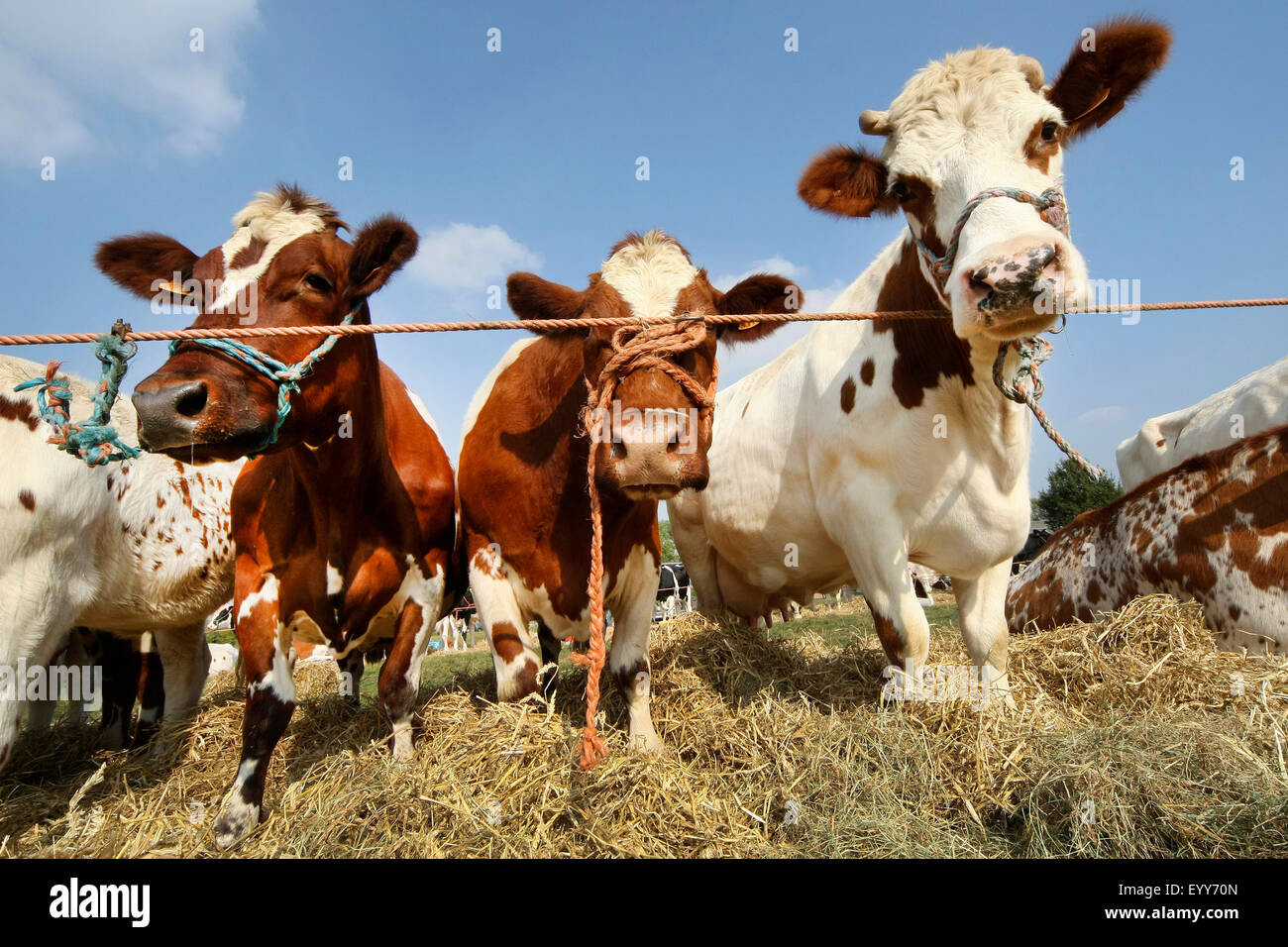 El ganado doméstico (Bos primigenius f. taurus), Curioso vacas en pastizales, Bélgica Foto de stock
