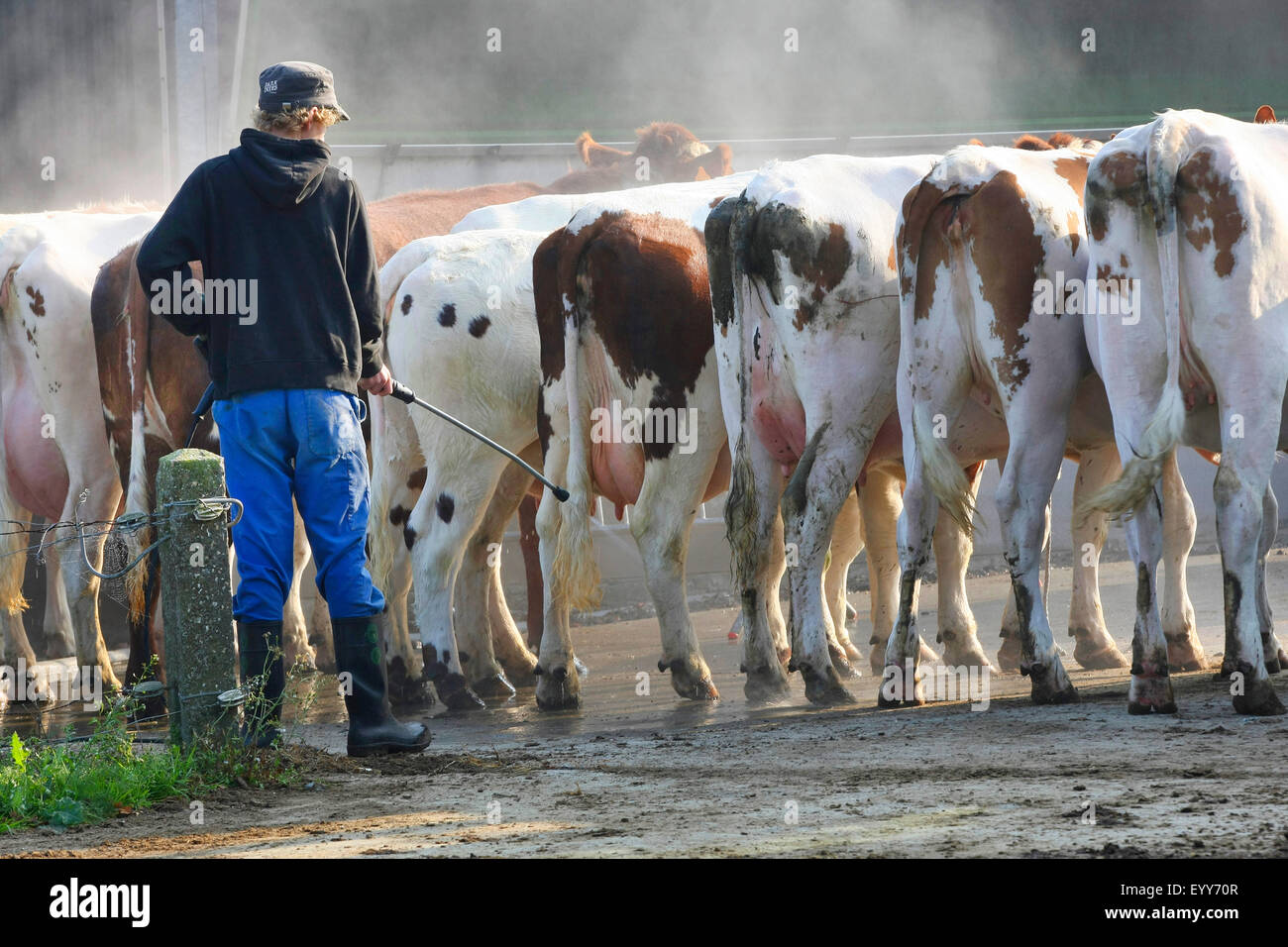 El ganado doméstico (Bos primigenius f. taurus), Farmer chorros vacas con una manguera de agua, Bélgica Foto de stock