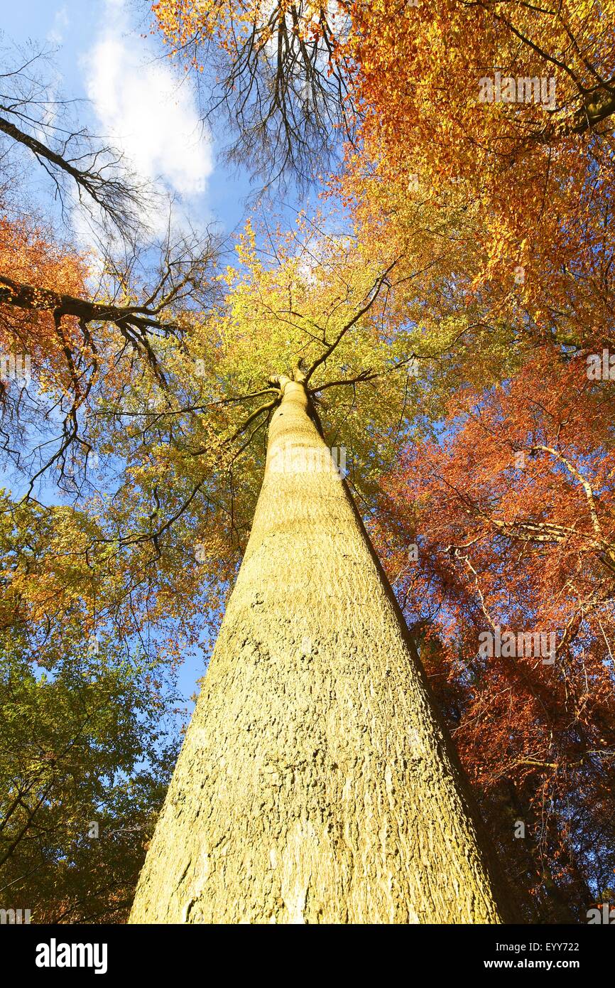 Comunes De haya (Fagus sylvatica), bosque de hayas en otoño, gusanos eye view, Bélgica Ardennes, Beukenbos Foto de stock