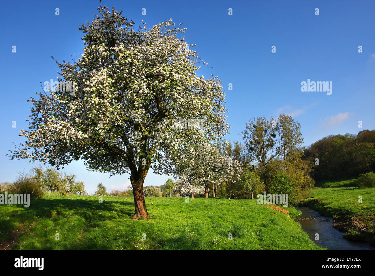 Manzano (Malus domestica), flor de manzano en una pradera de árboles frutales en un arroyo, Bélgica, Voerstreek, Haspengouw Foto de stock